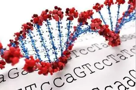 简单易懂乳腺癌BRCA    PARP图片