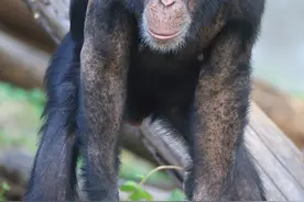 双节假期人多的日子，黑猩猩看人时脸上出现的表情包图片