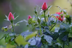 天狼说月季丨盲枝碍着花苞了？“咔”掉它图片