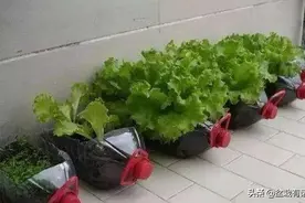 “空油桶”不要扔，剪上几刀，种点蔬菜，吃完一茬长一茬图片