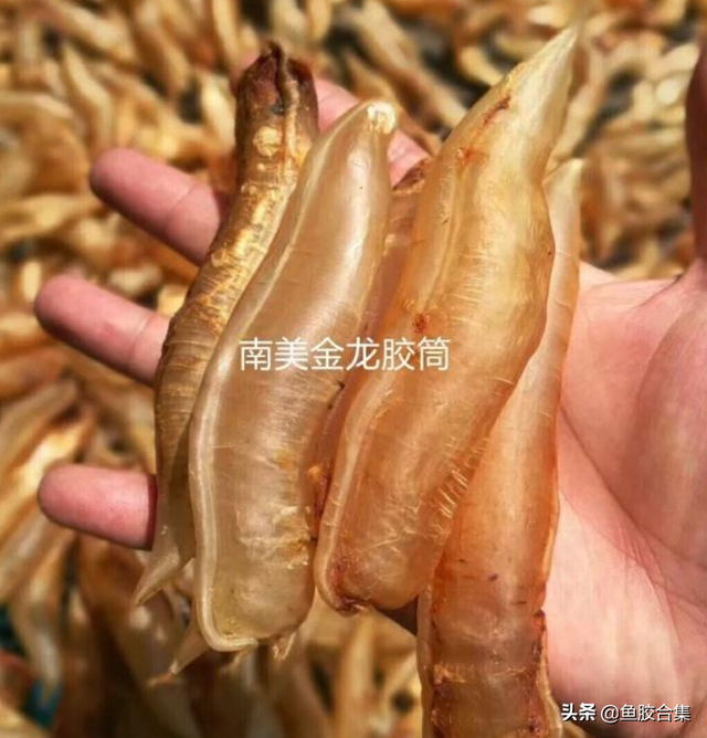 北海金龙鱼胶 2026年北海金龙鱼胶是什么鱼