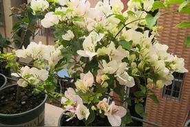 夏天养花，碰上雨天，给花多淋雨，顺便接点雨水，浇花效果好图片