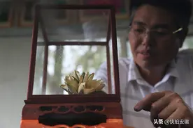 安徽老汉育莲池中惊现四蒂莲，专家称罕见，结果被他给剪了下来图片