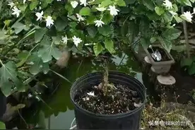 怪事！盆栽了樟树港辣椒，辣椒还没开花结果，却长出了蘑菇图片
