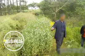 因为一颗种子，老汉祸事上身：只是拿来煮茶叶蛋图片