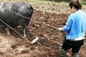 河南一女子帮老爸犁地却被牛“无视”，老爸一个举动让牛“秒怂”图片