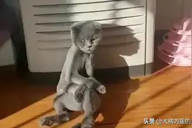 主人以为蓝猫太胖，就把猫毛剃掉，结果瘦得像根火柴棍，它生气了图片