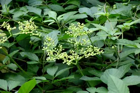 王药师说本草-解毒消肿的乌蔹莓图片