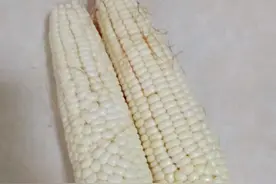 喜欢吃嫩玉米，喜欢养花，就拿玉米芯养花吧！自制肥超省钱图片