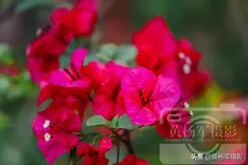 遇见春天里娇艳盛开的三角梅花图片