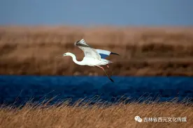一道嫩江湾，拍出千种美！大安嫩江湾旅游区系列宣传片（六）仙鹤园、萌宠乐园图片