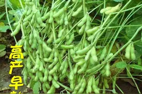 江苏南通大棚毛豆-小白菜-芹菜绿色高效栽培技术图片