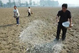 玉米最佳底肥配方公布，种植玉米知道这些一定能高产，赶紧学学吧图片