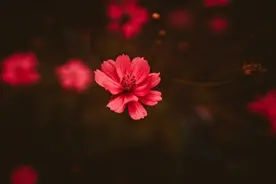心里明明喜欢你，却嘴硬不肯承认的星座，让人爱恨交加图片