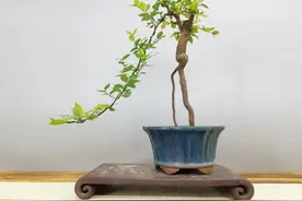 提根雀梅盆景，很多百元小品盆景图片