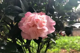香妃茶花抽出新枝条了，六月花芽分化期该怎么养保证花苞爆盆图片
