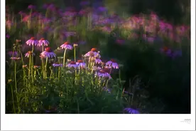 小花小草的拍摄方法图片