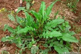 农村有一种野草，既是野菜，也是药，是民间降血压良方，了解下图片