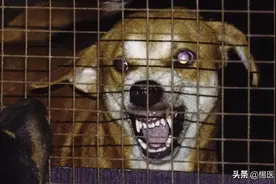 狂犬病，致死率高达100%，一文带你了解必要的救命常识！图片