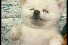 家人轮番带狗出门散步，最后它累得倒头就睡，白眼珠都翻出来了图片