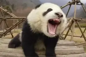 为啥大熊猫伤人后，自己会“不吃不喝”？女饲养员无奈说出大实话图片