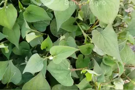 每日一草：蕺菜图片