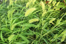 《狗尾巴草》图片