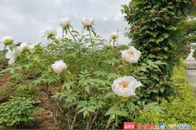 溧水特校牡丹花开了，静待君来赏图片