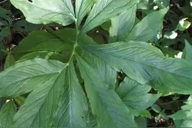 植物虎掌有什么利用价值？图片