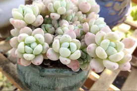 多肉植物劳尔控养经验分享，看看您所在的地区能控出不同状态吗？图片