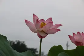 花开正艳时，我端起我的佳能相机图片