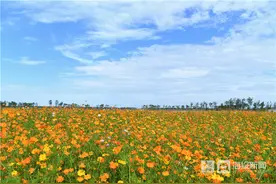 @东营人 拍照打卡好去处，天鹅湖这片花海美翻了图片