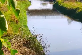 立冬日，狗尾草在风里结它的子图片