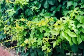 随笔 | 生活中的绿色图片