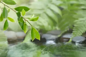 唐诗三百首——金陵酒肆留别图片