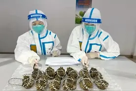 “导航仪”竟然会吐泡泡？上海海关查获一批违规寄递出境活体大闸蟹图片