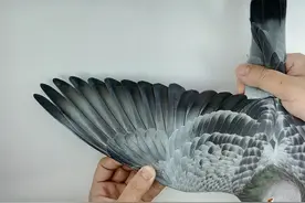 透过鸽翼你可以看到家族的印记图片