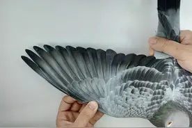 透过鸽翼你可以看到家族的印记图片