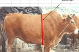 想养牛赚钱不踩坑，牢记买牛口诀让你买牛选牛不上当图片