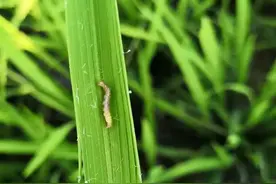 水稻抽穗期打什么药？防治病虫和增产关键期，手把手教您配农药图片