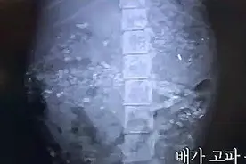 妈妈已死它年幼不知，把捡到的肉全叼给妈妈，自己胃里却全是石头图片
