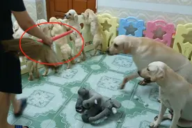拉布拉多“夫妻”很听话，主人说要打小奶狗，结果就翻脸了图片