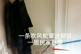 半夜一阵“噗噗”声，广西一夫妻开灯一看：1米多长的眼镜蛇爬过床头图片