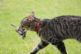 10000年，是我们驯化了猫，还是猫驯化了我们？图片
