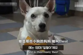 韩国姐姐解救即将被安乐死的狗狗，结果意外得到11只小奶狗图片