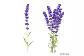 每日一花（薰衣草）图片