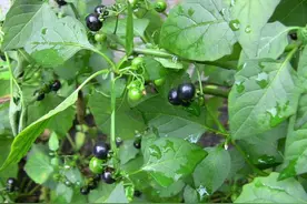 以前农村田地里常见的一种植物龙葵，农民当成杂草，现在几近消失图片