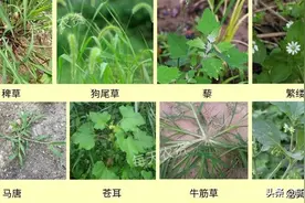 用烟嘧磺隆玉米除草剂之前，先花5分钟看看这图片