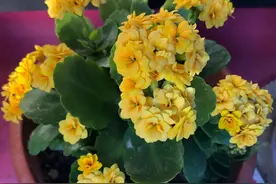 给每棵长寿花亮相图片