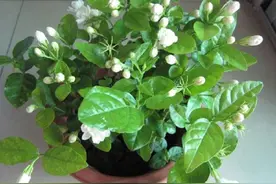 茉莉花，花色洁白、香味浓厚！掌握花期调控技巧，四季都开花图片